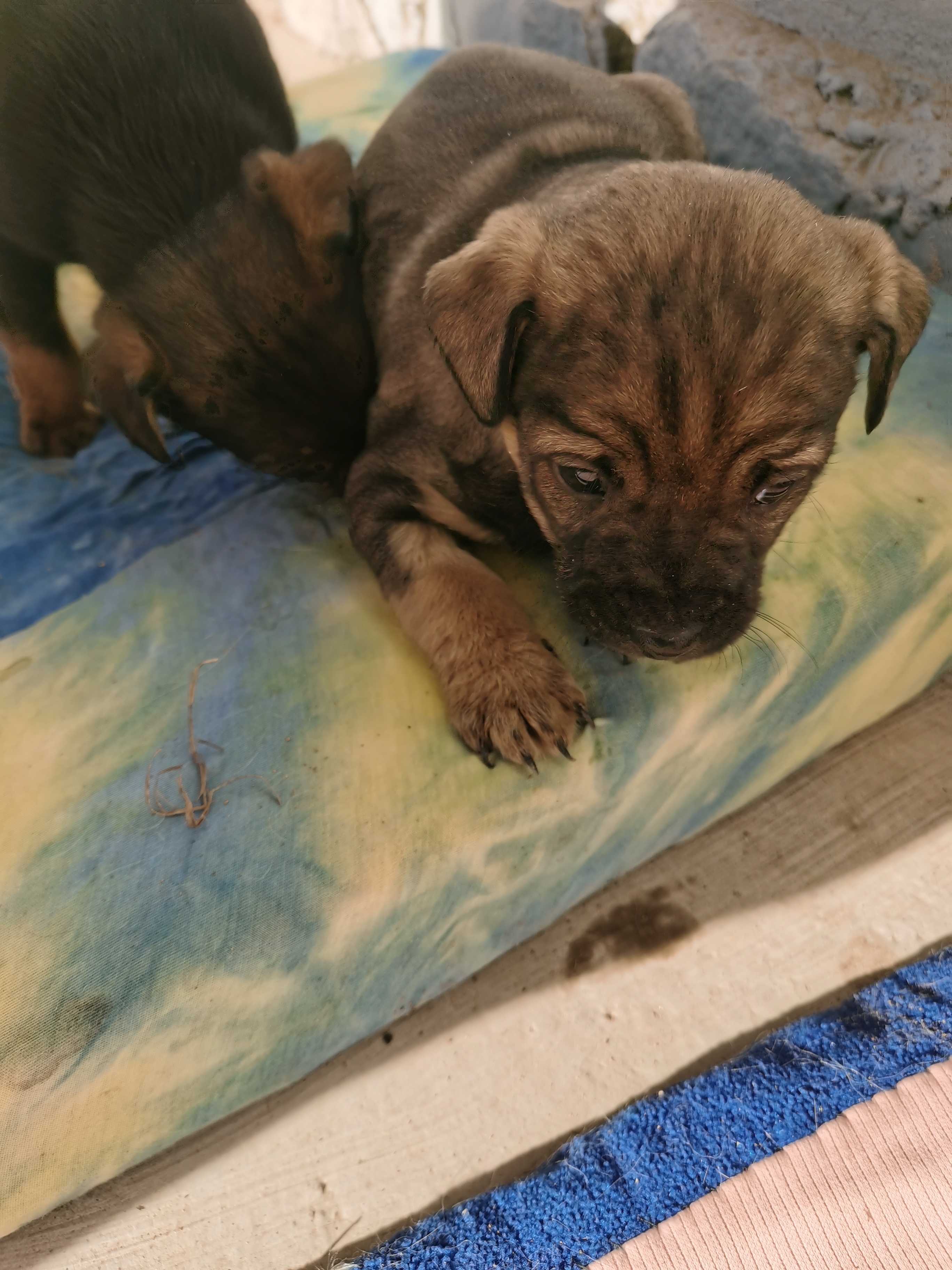 自家狗狗自然繁育的，欢迎爱心人士咨询